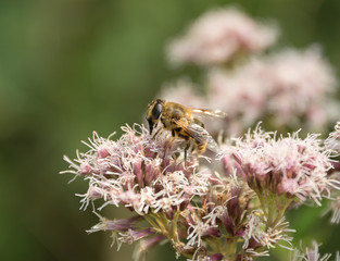 Hoverfly on flower head