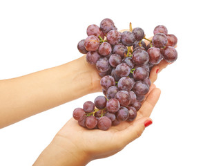 Big bunch of blue grapes