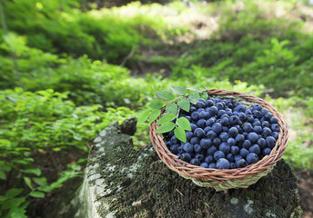 organic blueberry