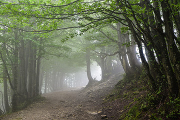 Luce e foschia nel bosco