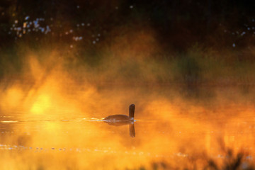 Red throated loon