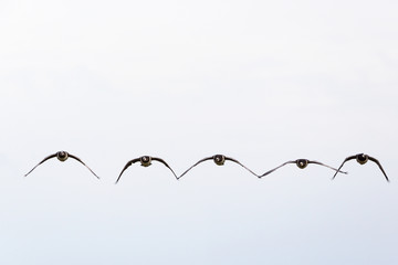 Barnacle goose flying