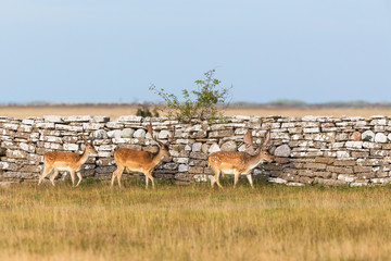 Fallow deer bucks