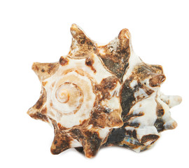 Seashell isolated on white background