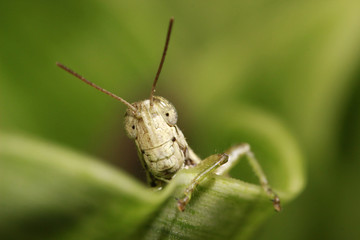 Grass-hopper 's smile 