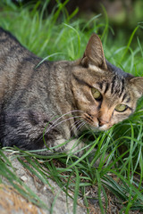 リラックスするのらねこ