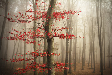 Red tree in misty forest