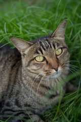 リラックスするのらねこ