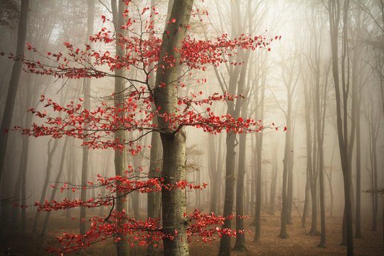 Fototapeta Red tree in misty forest
