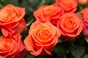 バラの花