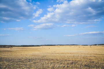 Obraz premium agricultural field
