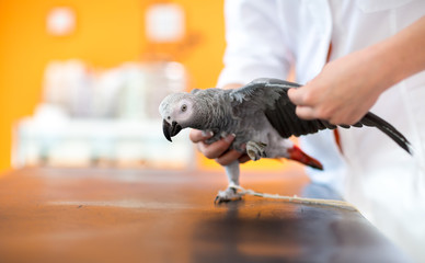 Examination and diagnosis of African gray parrot in vet infirmar © luckybusiness