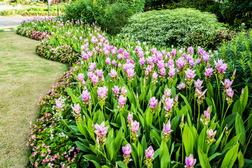 Obraz premium siam tulip or curcuma chiangmai Thailand