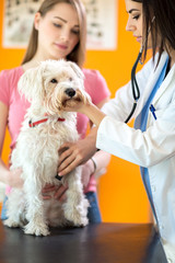 Veterinarian listens sick dog with stethoscope
