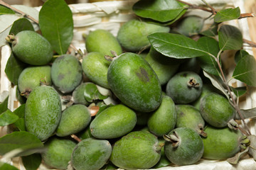 フェイジョア　アポロ