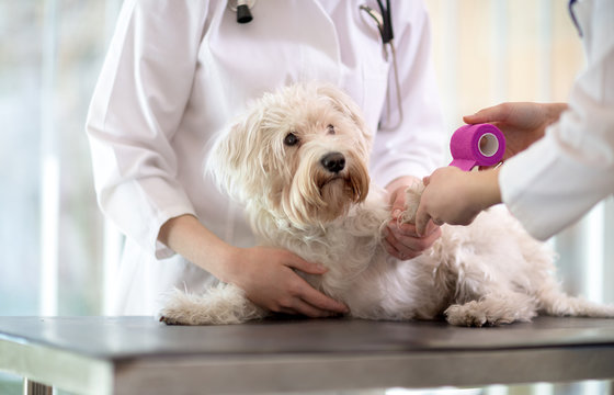 Maltese dog with broken paw in vet infirmary