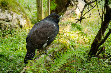 Wildpark_Bayern_Wald_1