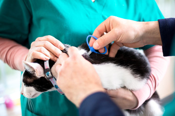 Microchiping cat in vet clinic