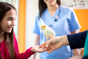 Girl brought her cockatiel to veterinarian