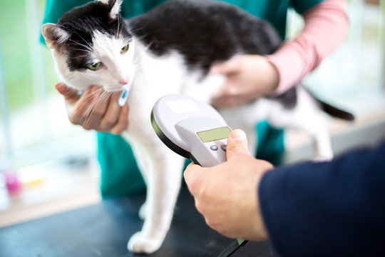 Как выглядит чип для собак в холку Microchip Cat Зображення - огляд 1,024 Стокові фото, векторні зображення й відео