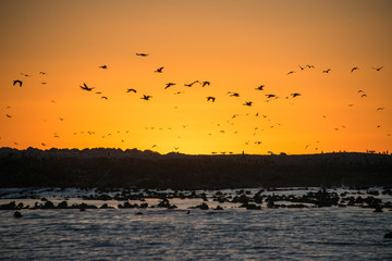 Birds flying against a sunset on Dyer Island
