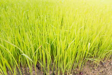 Rice seedling in the rice fields with sun haze