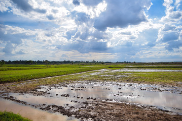 rice field