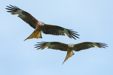 Red Kites