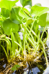 aquatic plant
