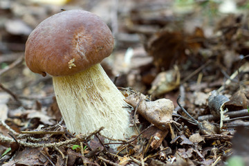 white mushroom on the forest floor