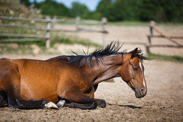 Fototapete bei efototapeten.de bestellen   