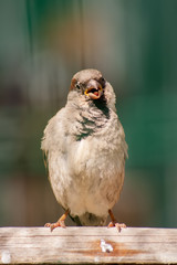 Curious sparrow on the backyard fence