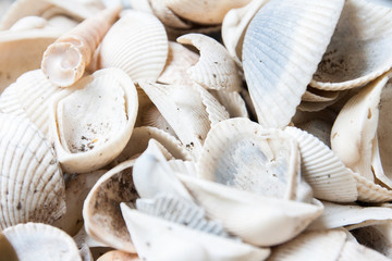 shells
