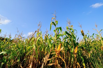 Obraz premium Corn field at summer
