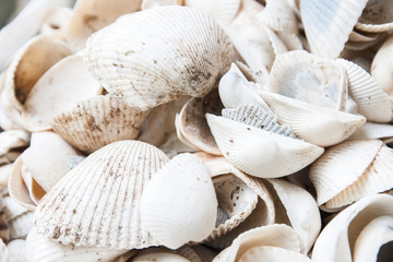 shells