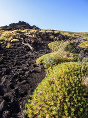 Endemic vegetation on volcano Etna