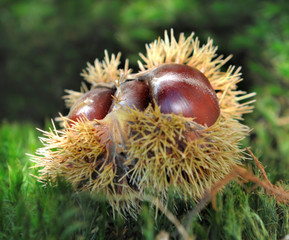 ch&acirc;taignes au sol dans bogue 