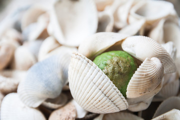 shells