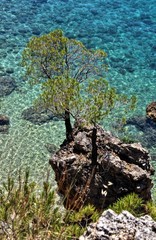 Turquoise pine tree beach of Croatia
