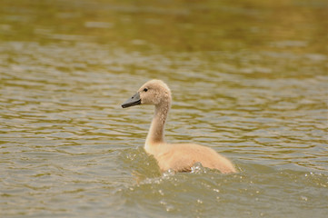 Photography of a baby duck swimming