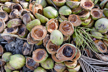 Fresh Coconuts with leaves background