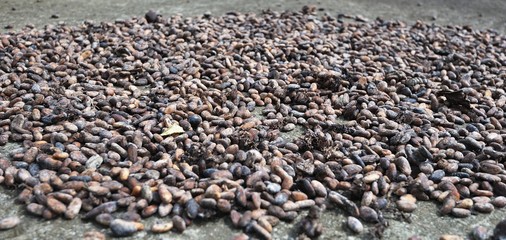 Coca Beans drying on the ground
