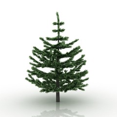 3D tree fir isolated on white background