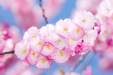 Fotobehang Kersenbloesem Pink cherry blossoms