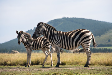 Fototapeta na wymiar Zebra and foal