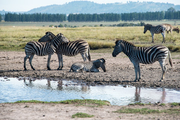 Fototapeta na wymiar Zebras around watering hole