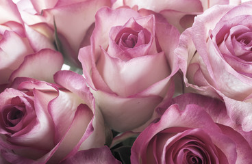 Bouquet of fresh roses, flower bright background.