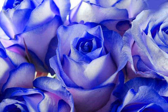 Fototapeta Bukiet świeżych róż, kwiat jasne tło.