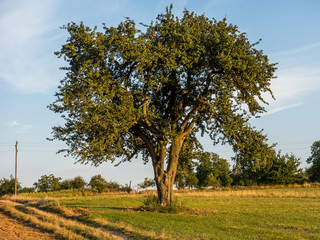 Obstb&auml;ume in der Abendsonne