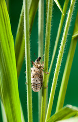 Hanging between two stools